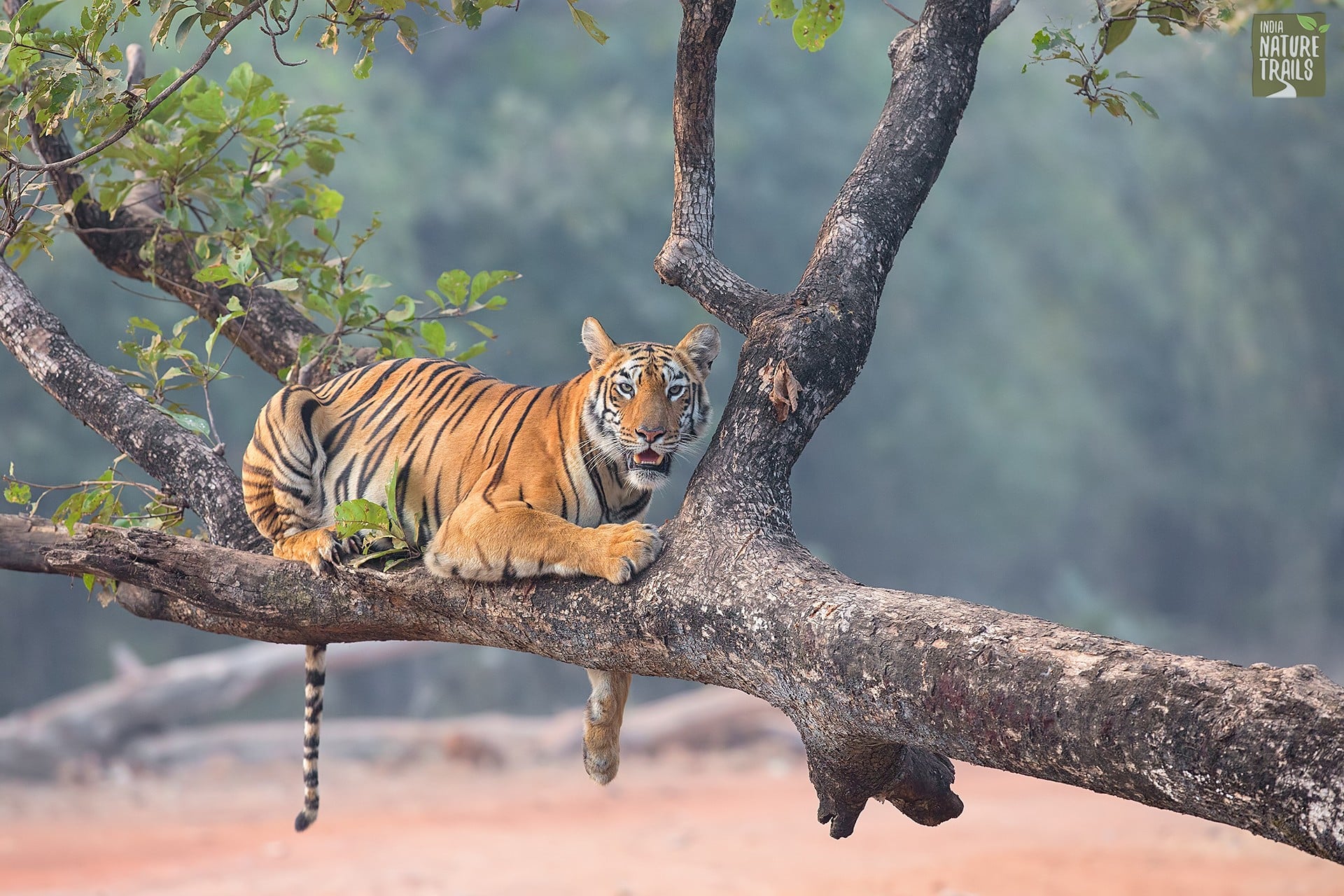 Тигр на ветке ребенок. Тигр на дереве. Спящие тигры. Сонный тигр.
