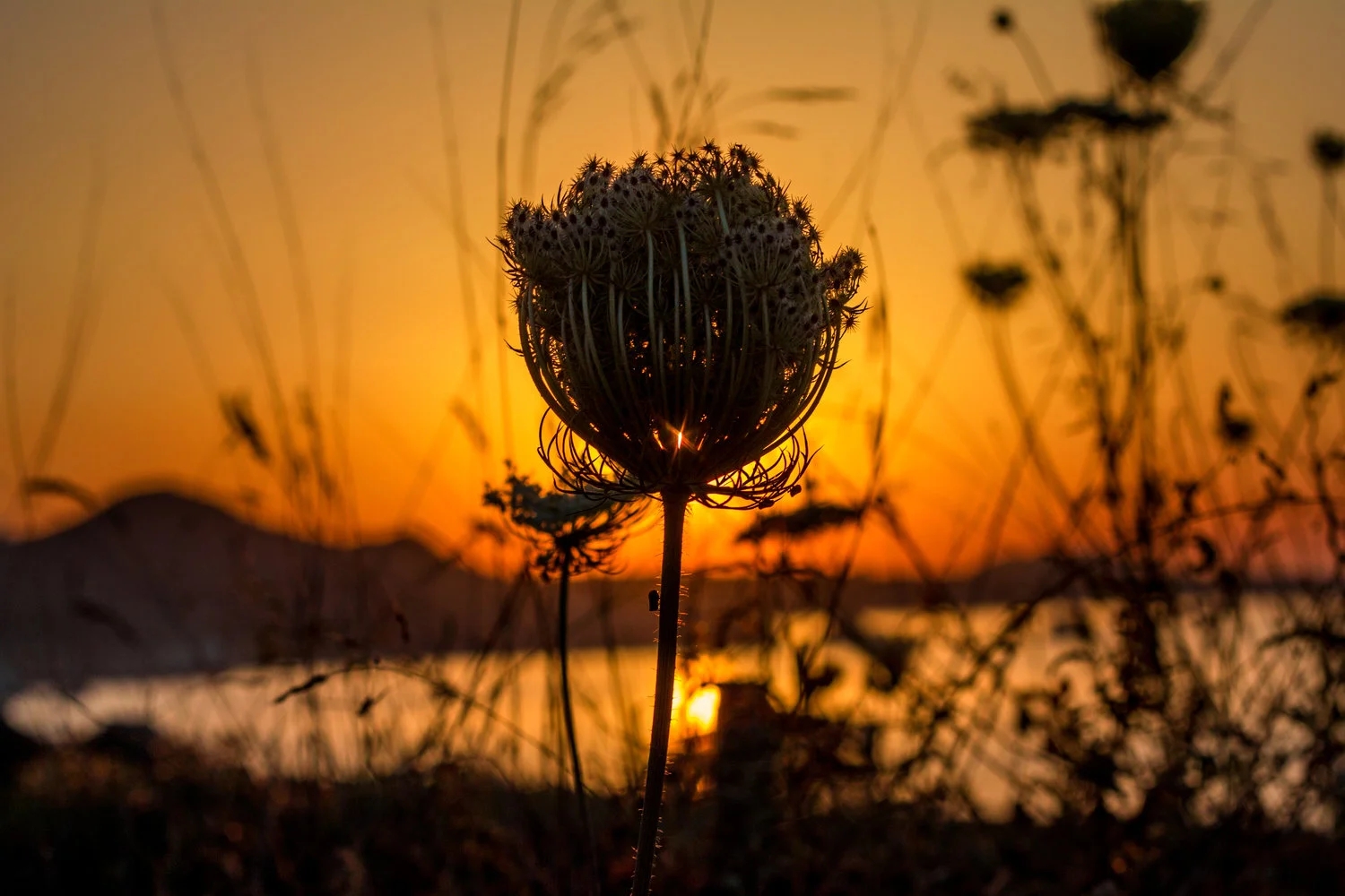 IMG_1114_Flower2.jpg