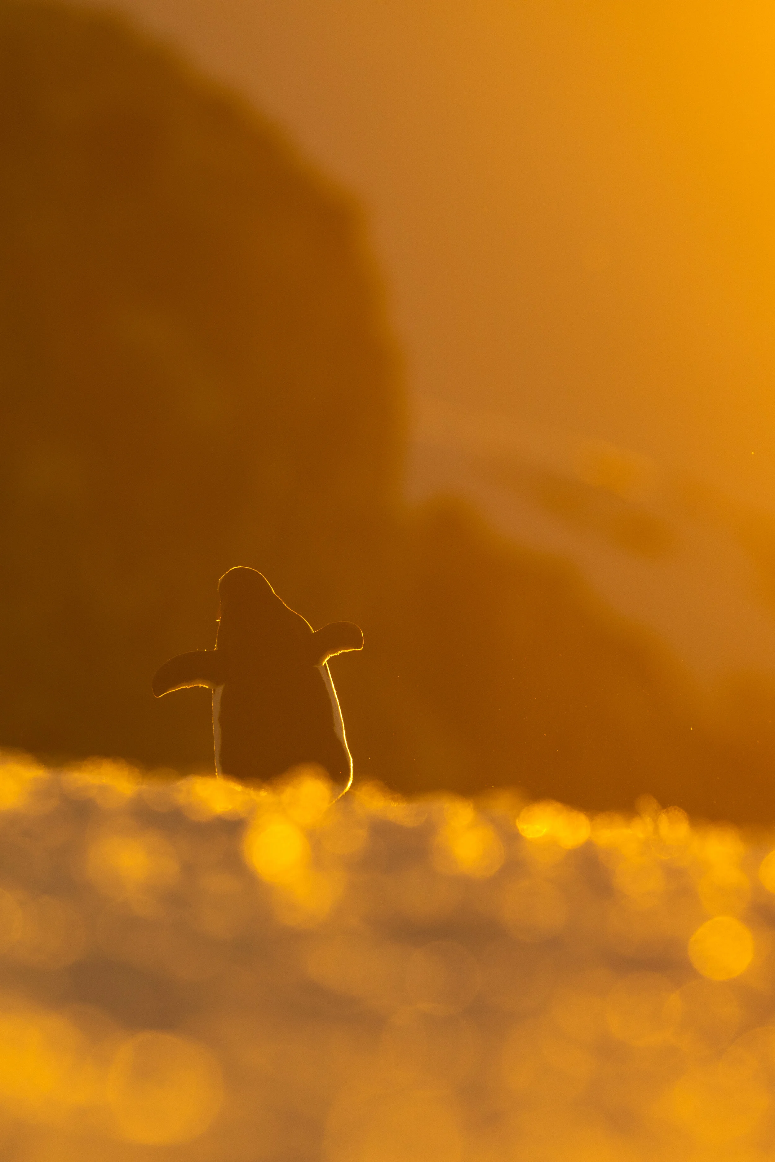 _00A9337.jpg