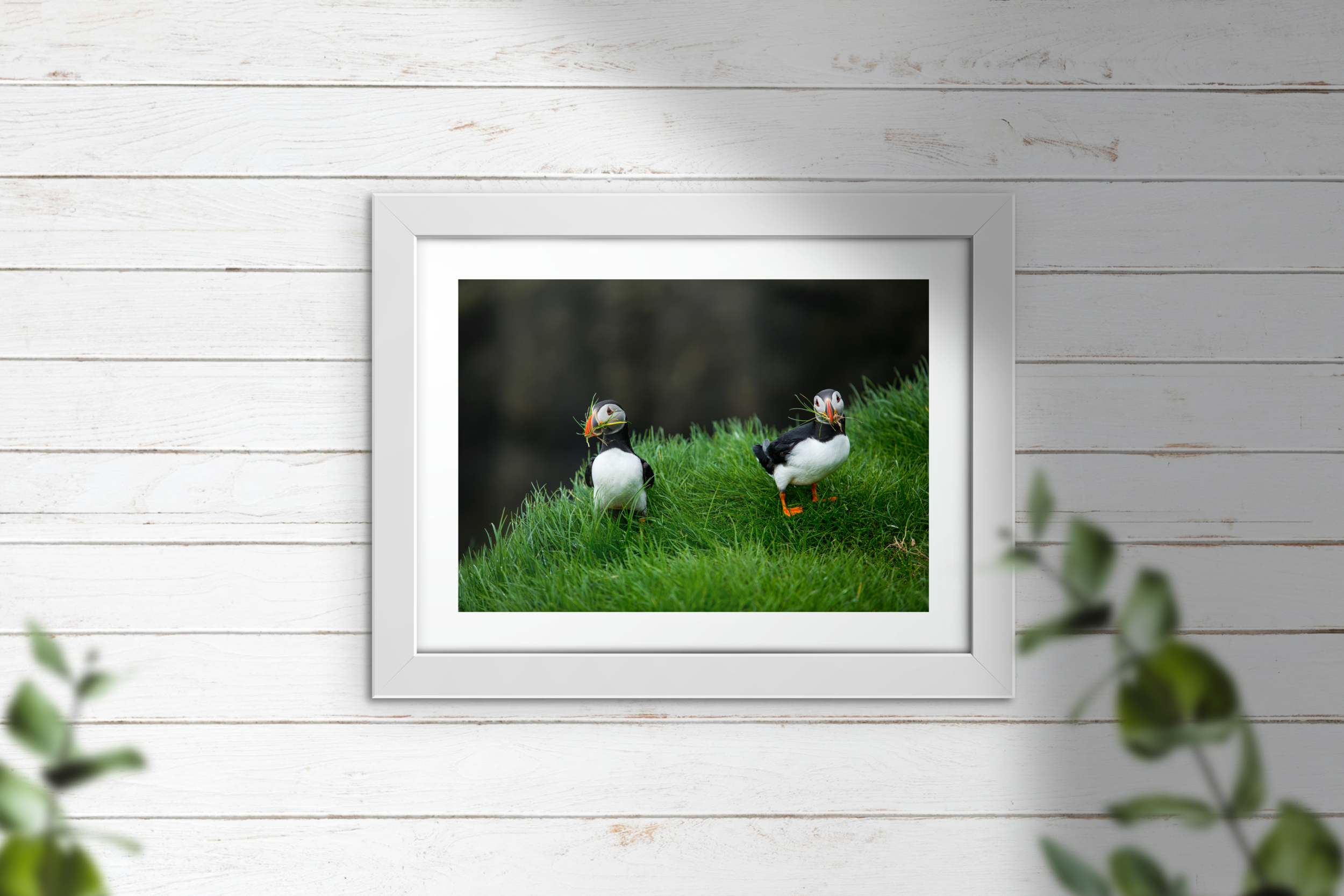 PuffinsAtMykines.png