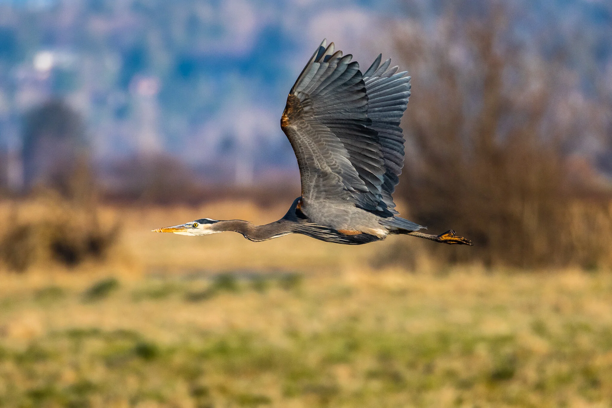 8P5A0710-2.jpg