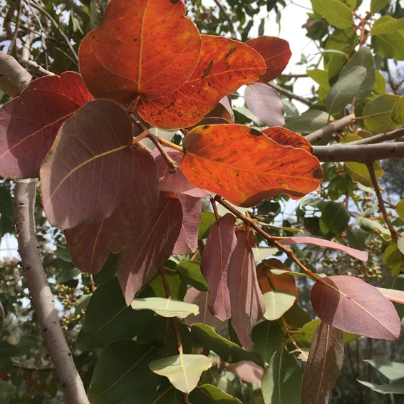 Eucalyptus Dyes Sally Blake