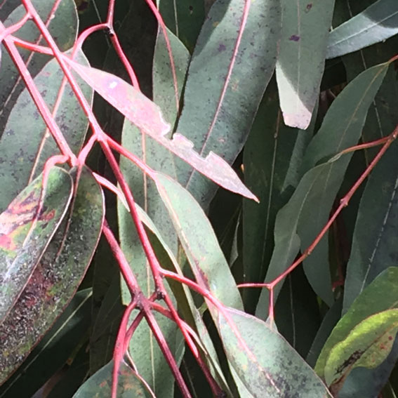 Eucalyptus Dyes Sally Blake