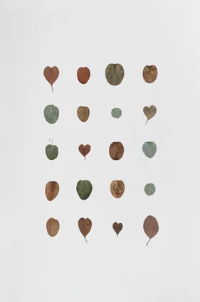 Dye Diary (plant drawings) , 2012. Pressed eucalyptus cinerea leaves on paper. 56 x 38 cm