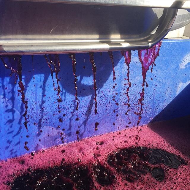 the amazing colours of pressed red wine 🍷 #nzwine #nzv20