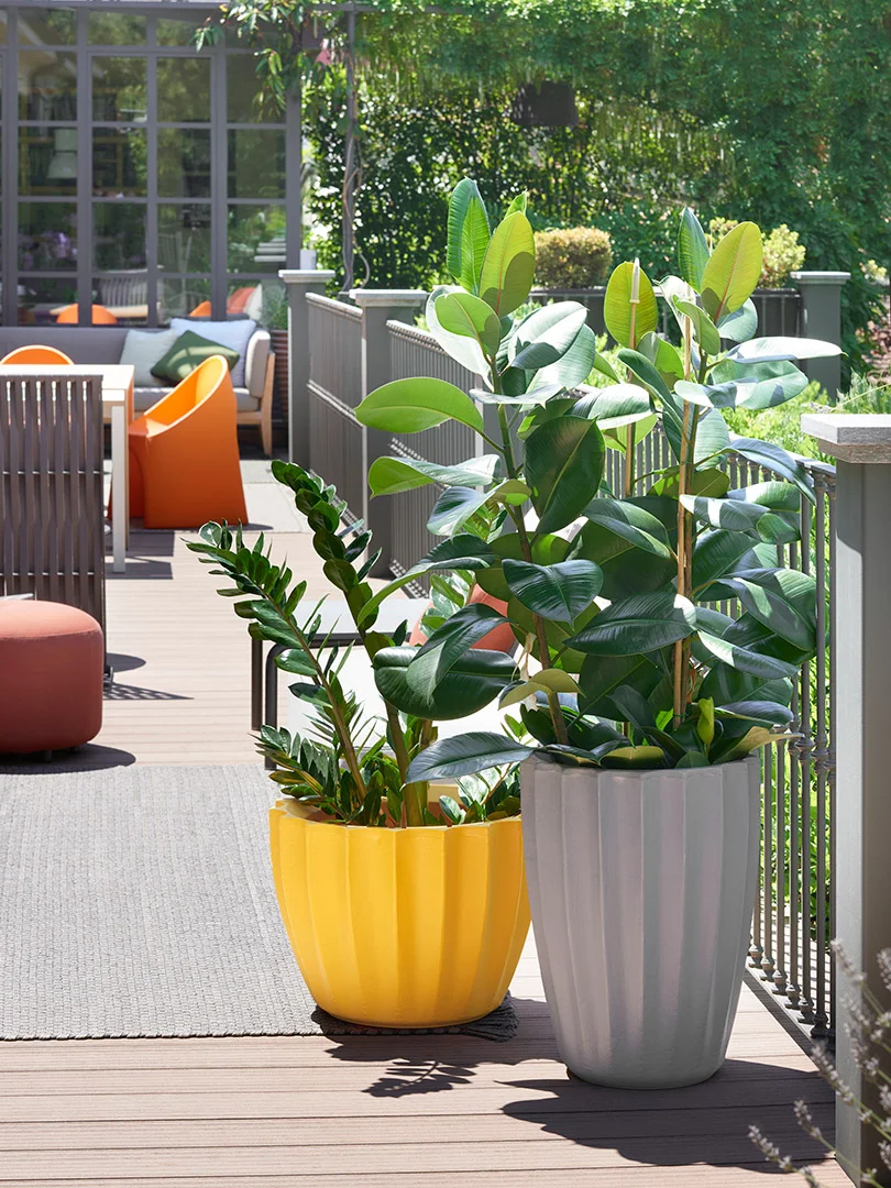 Star pot
