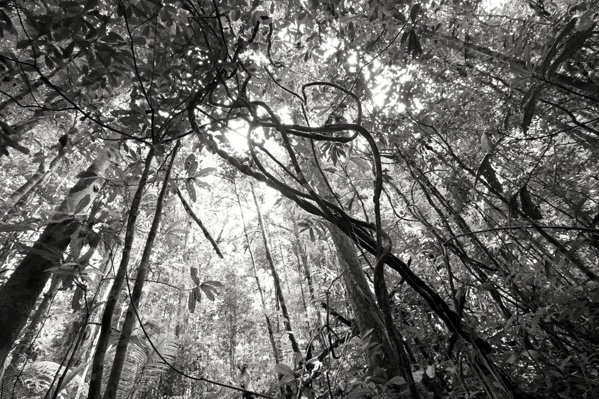 aaron+chervenak+amazon+jungle+canopy+vines+sunlight.jpg
