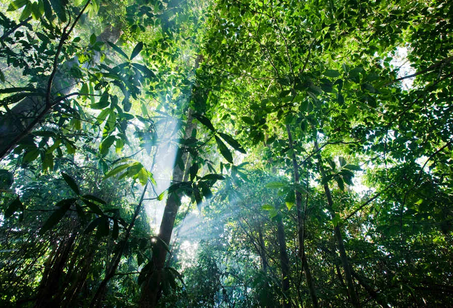 aaron+chervenak+amazon+jungle+canopy+light+dawn+dusk.jpg