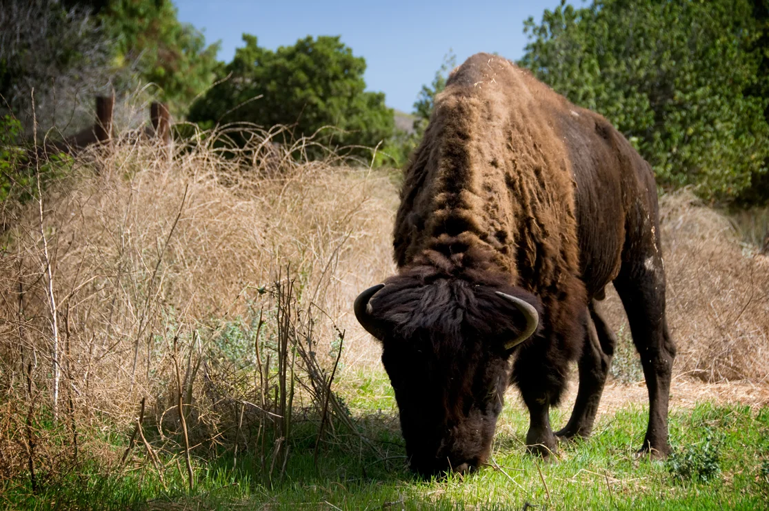 aaron+chervenak+buffalo+charge+grazing+catalina+island.jpg