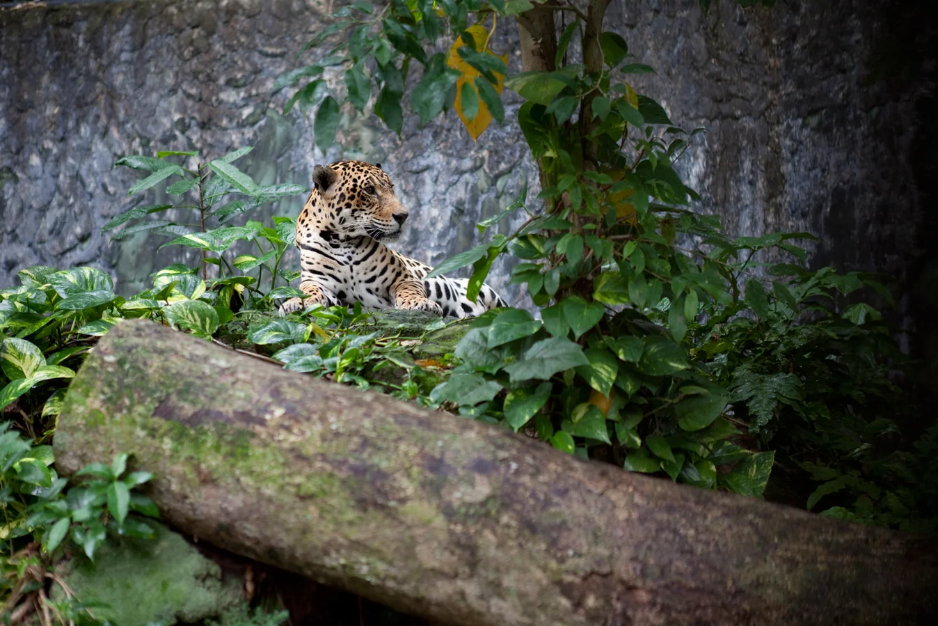 aaron+chervenak+onca+pintada+jaguar+amazon+south+america+wildlife.jpg