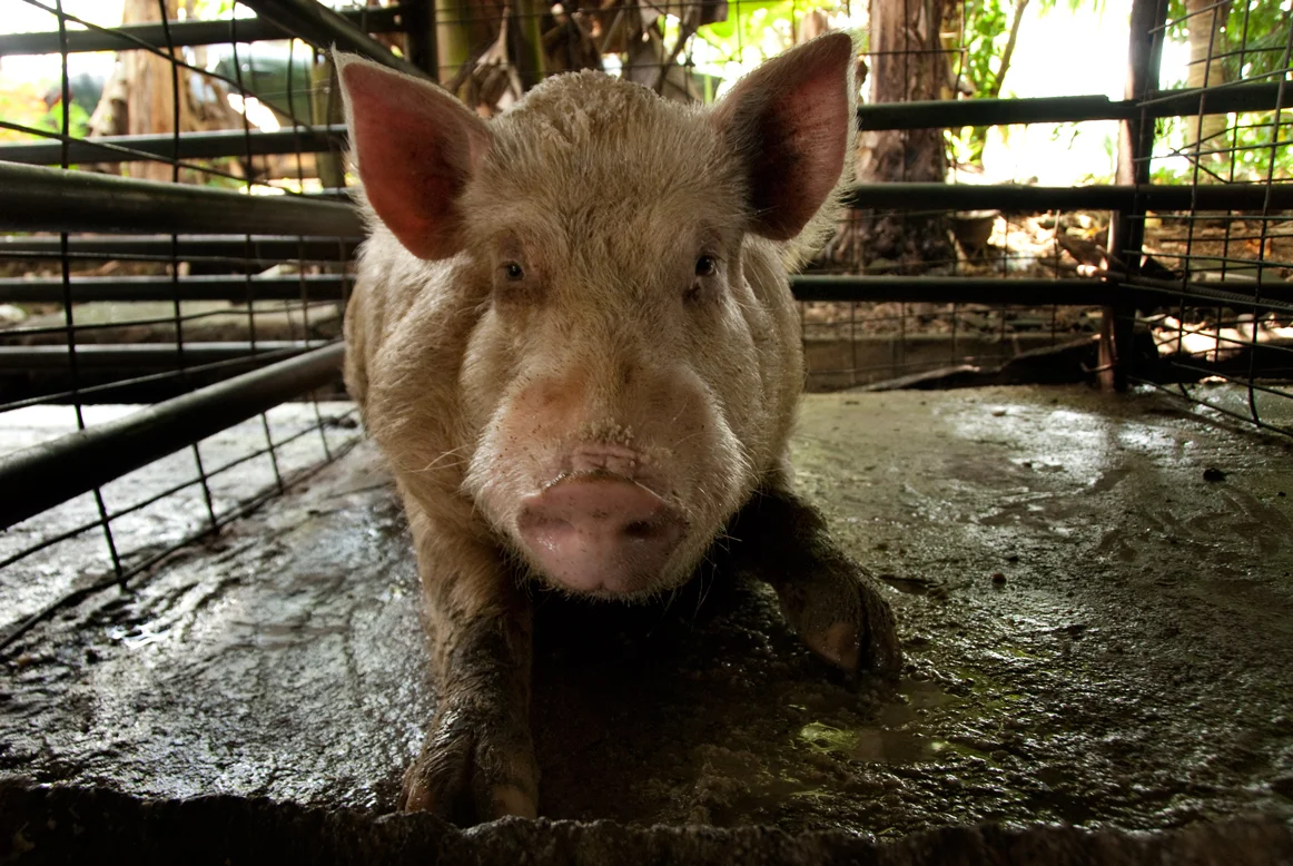 aaron+chervenak+pacific+island+micronesia+pig+livestock.jpg