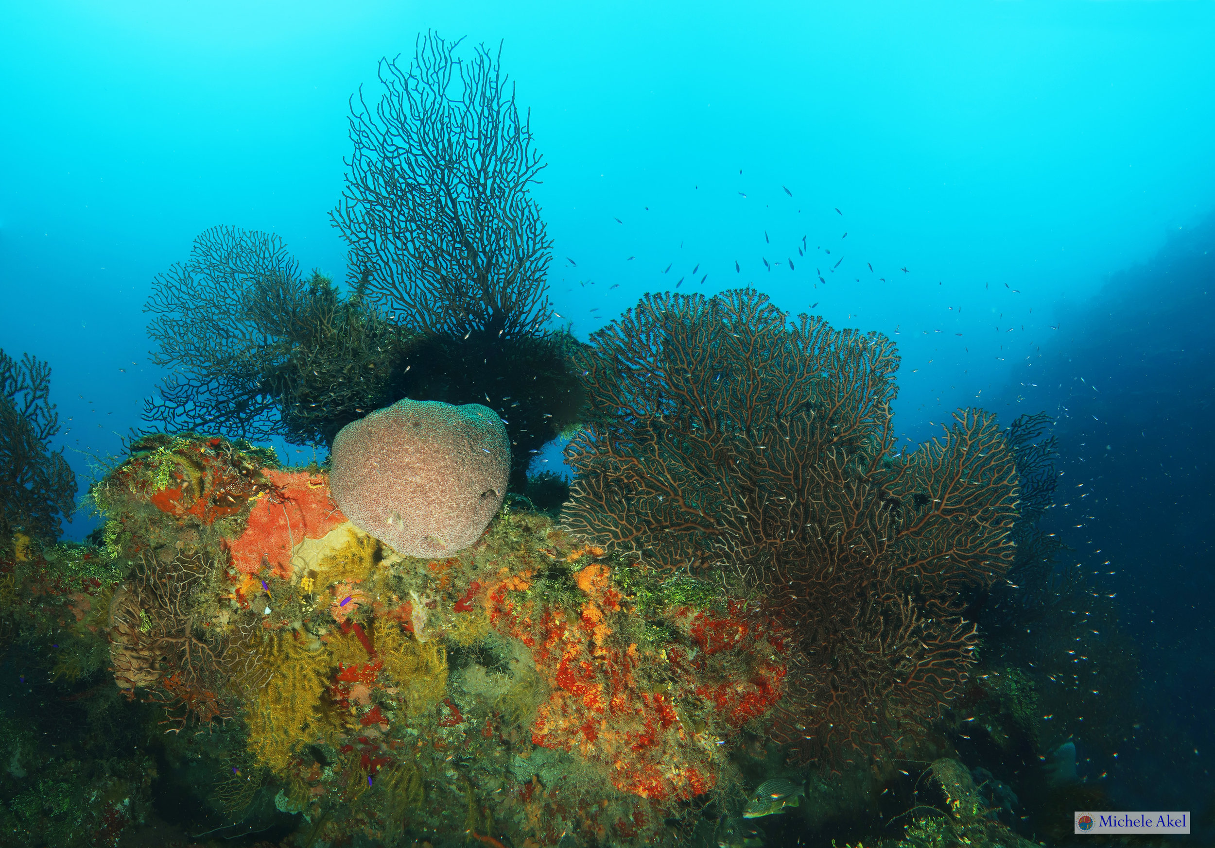 The pinnacle at Overheat reef, Roatan diving at it's best.