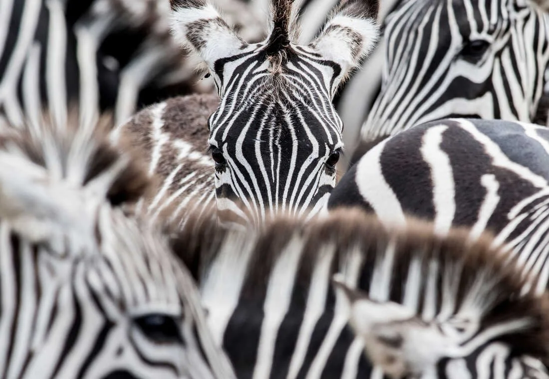 zebra.jpeg