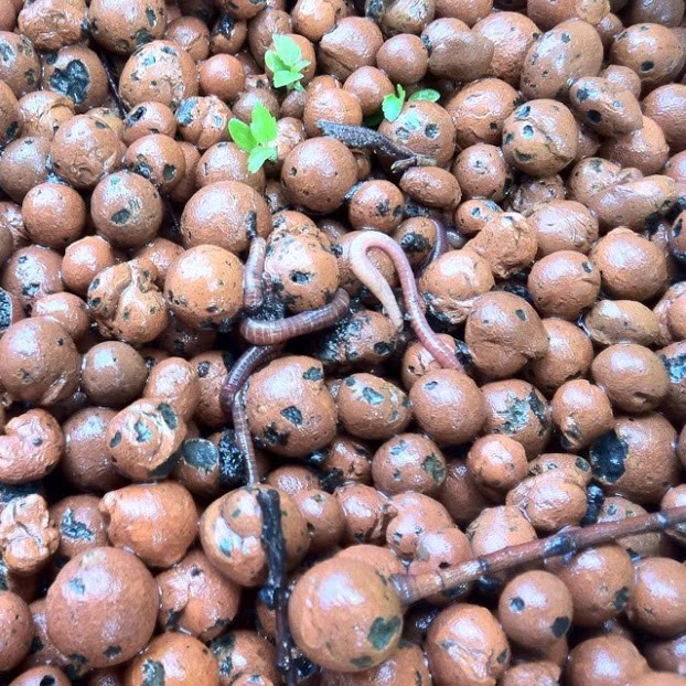 Rock media bed with red wiggler worms. The worms act as a disposal, devouring the solids and turning it into nutrients. 