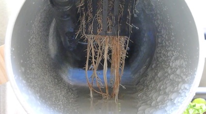 Looking into the PVC pipe of NFT