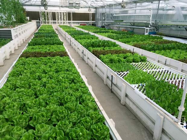 Pictured above an example of an aquaponic deep water culture system at Flourish Farms in Denver, Colorado