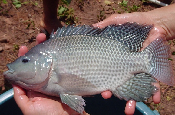 Blue nile tilapia are commonly used in aquaponic systems.