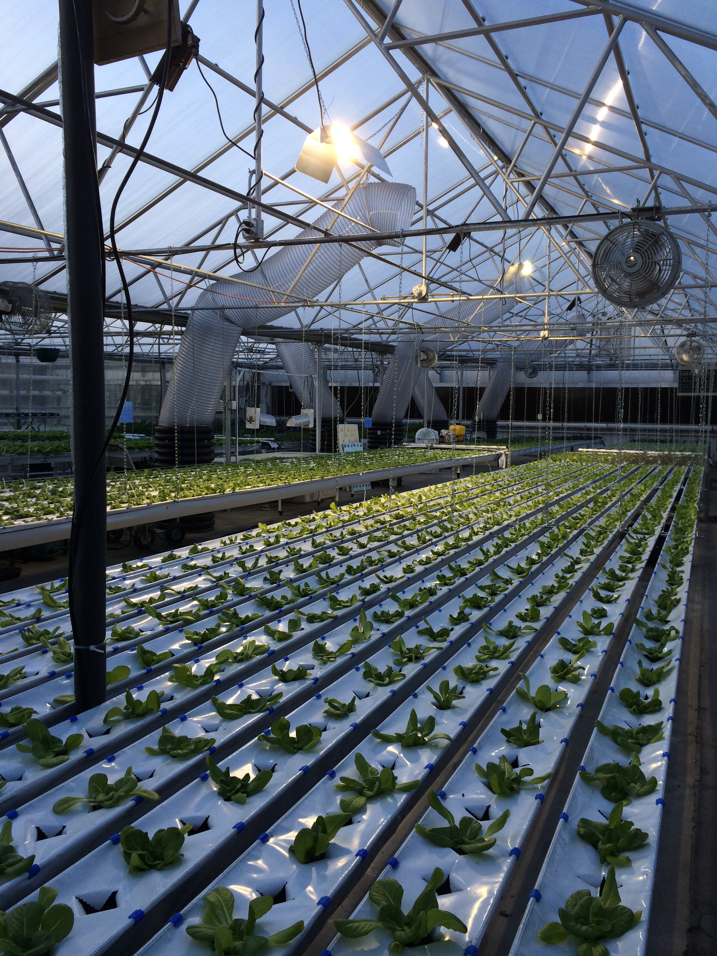 New Growing System; Hydrofarm at The GrowHaus Denver, Colorado
