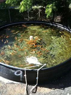 Aquaponic fish tank