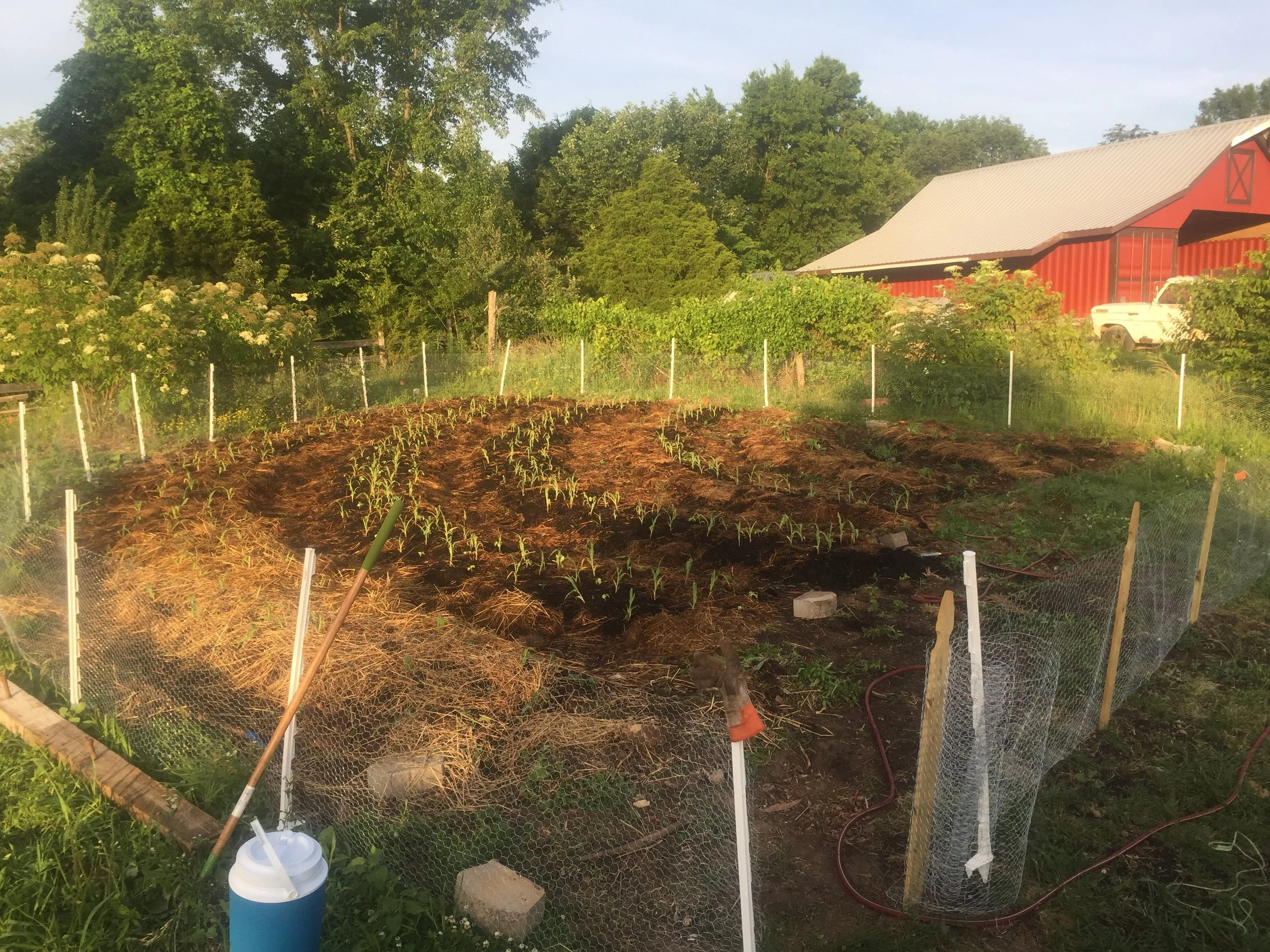 Transplanting the south half of the Garden.