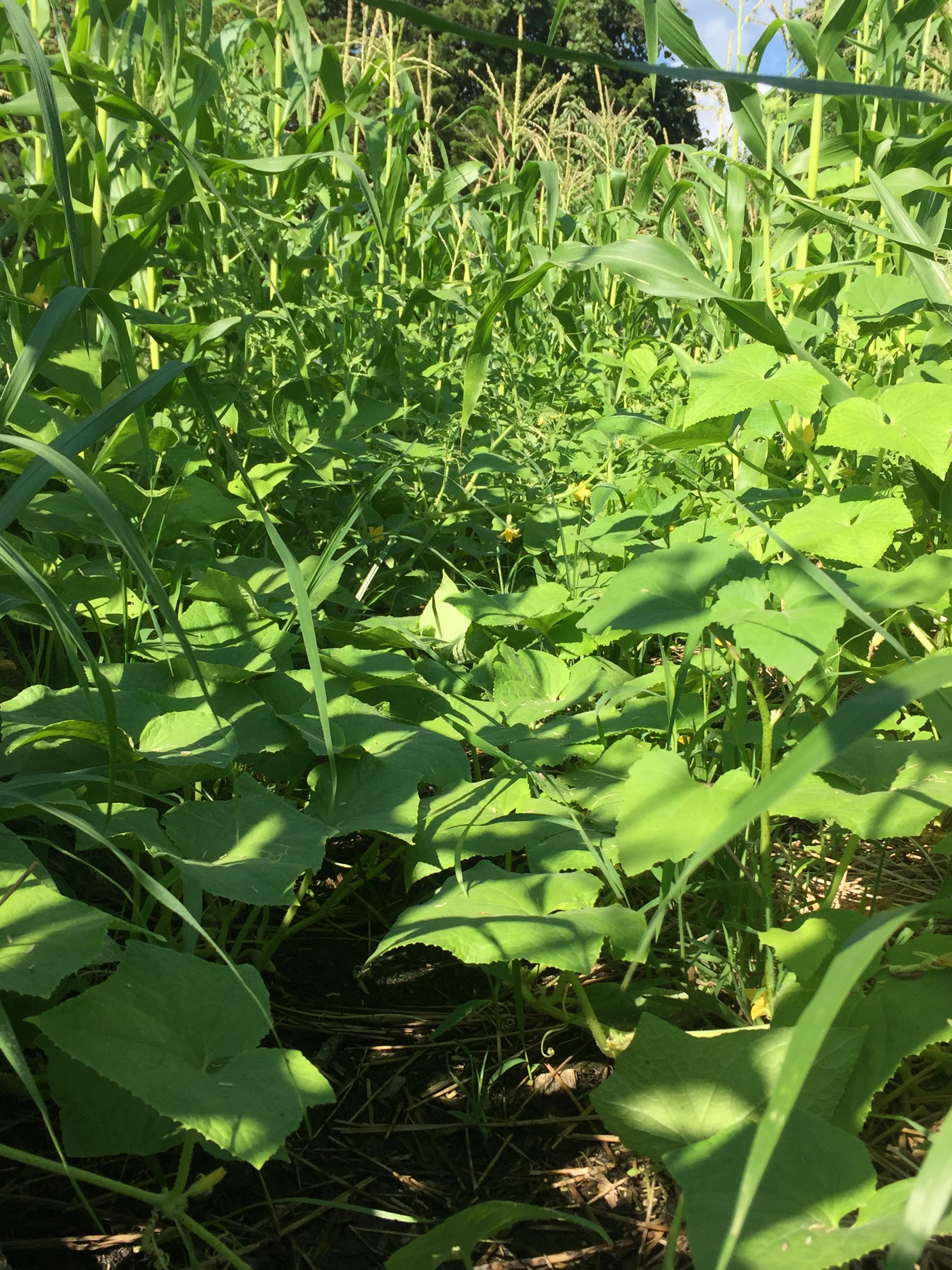 Cucumbers overtaking the furrows. 