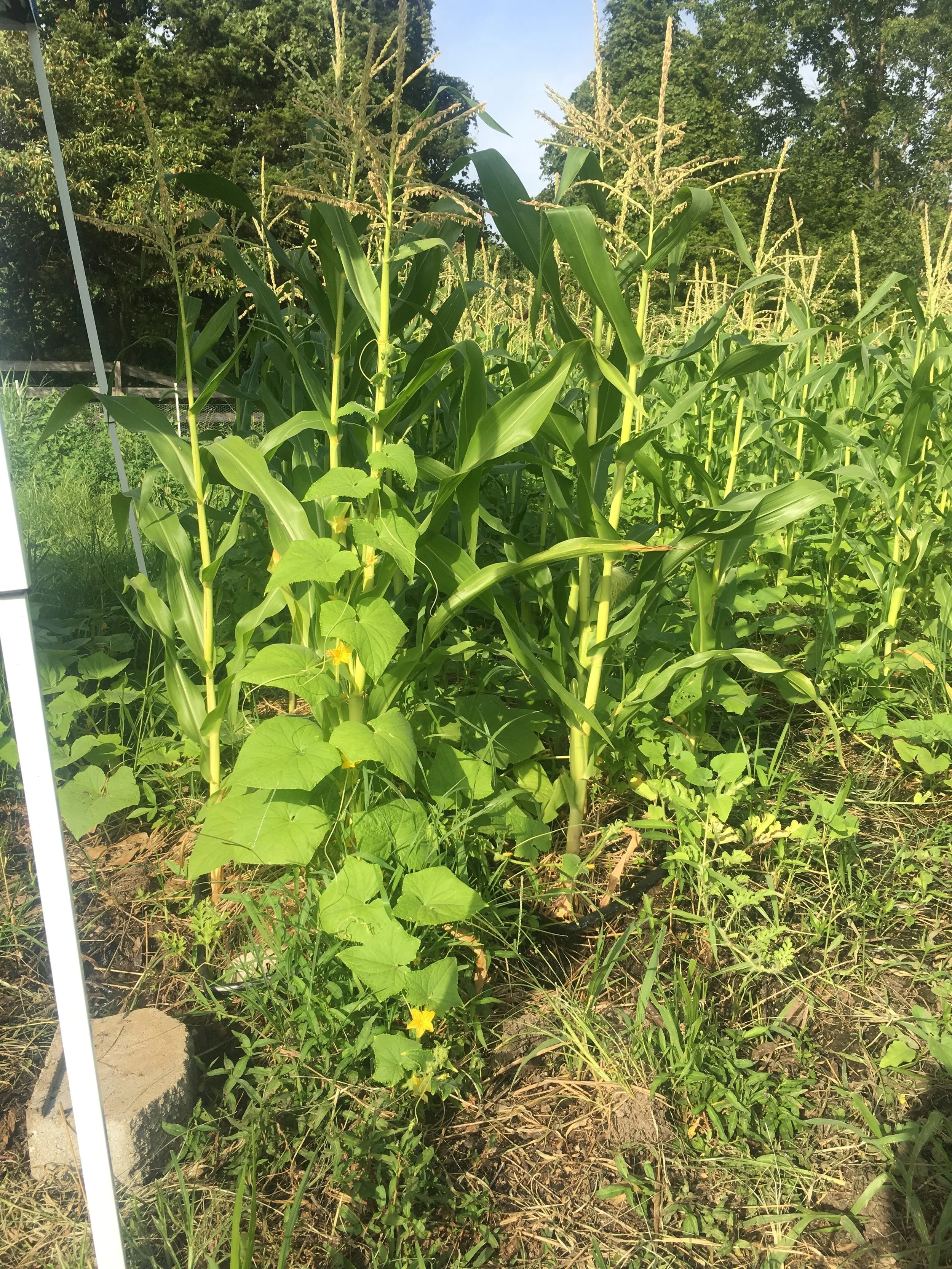 Polyculture! Cucumbers climbing up the stalk of the sweet corn. 