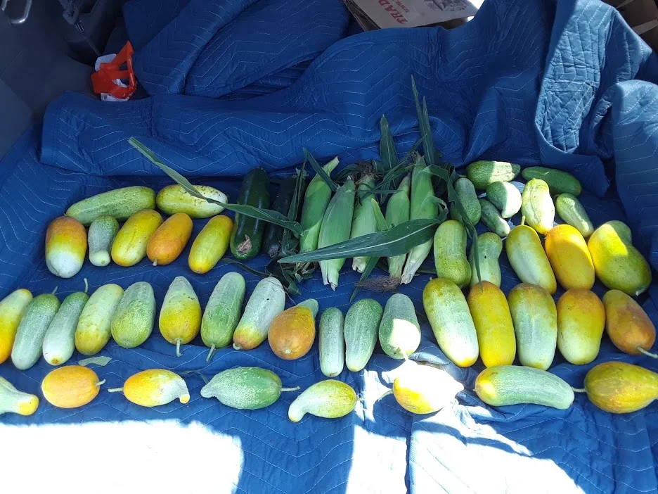 Harvest1.jpg