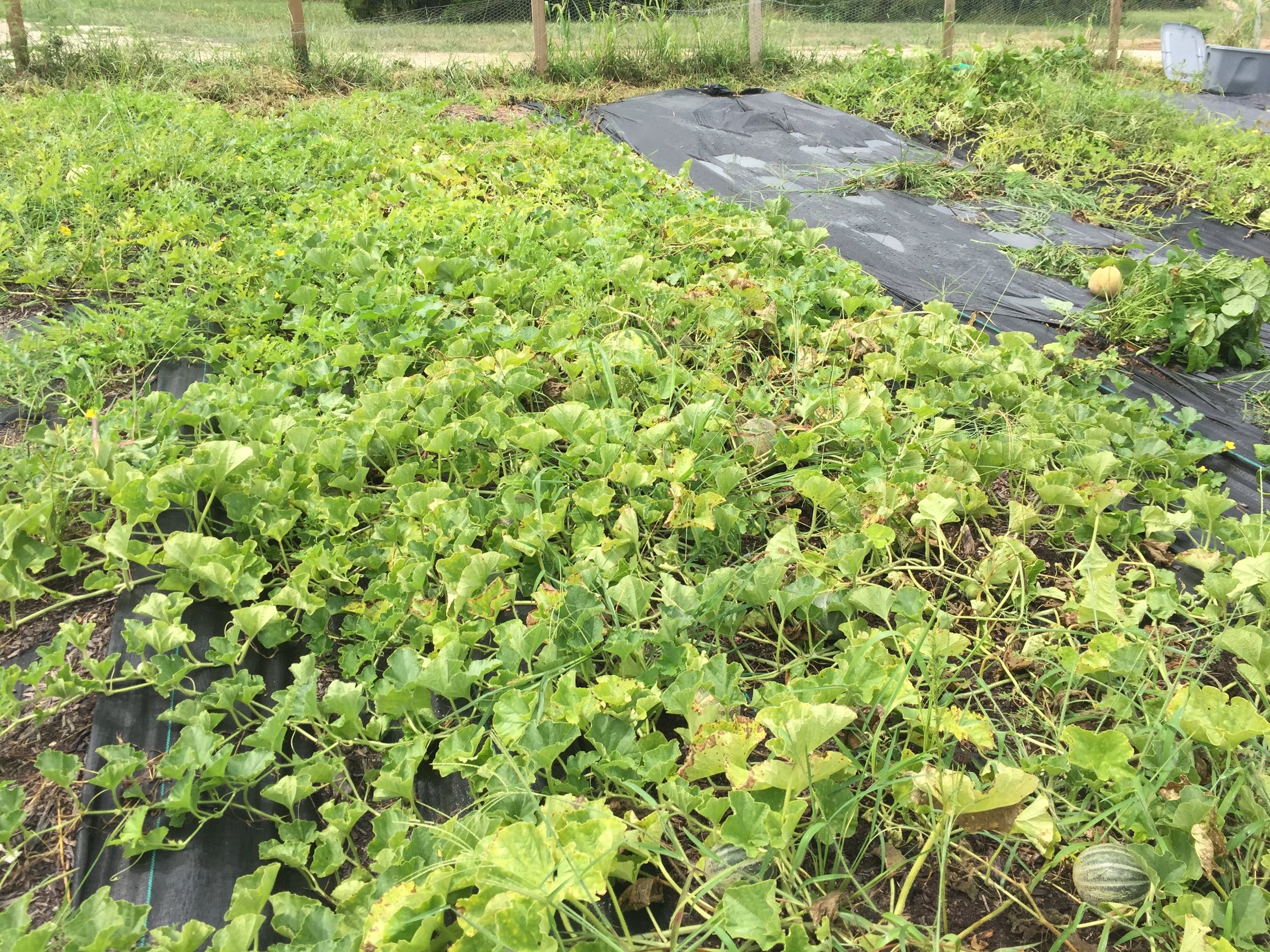 Can you spot the watermelon?