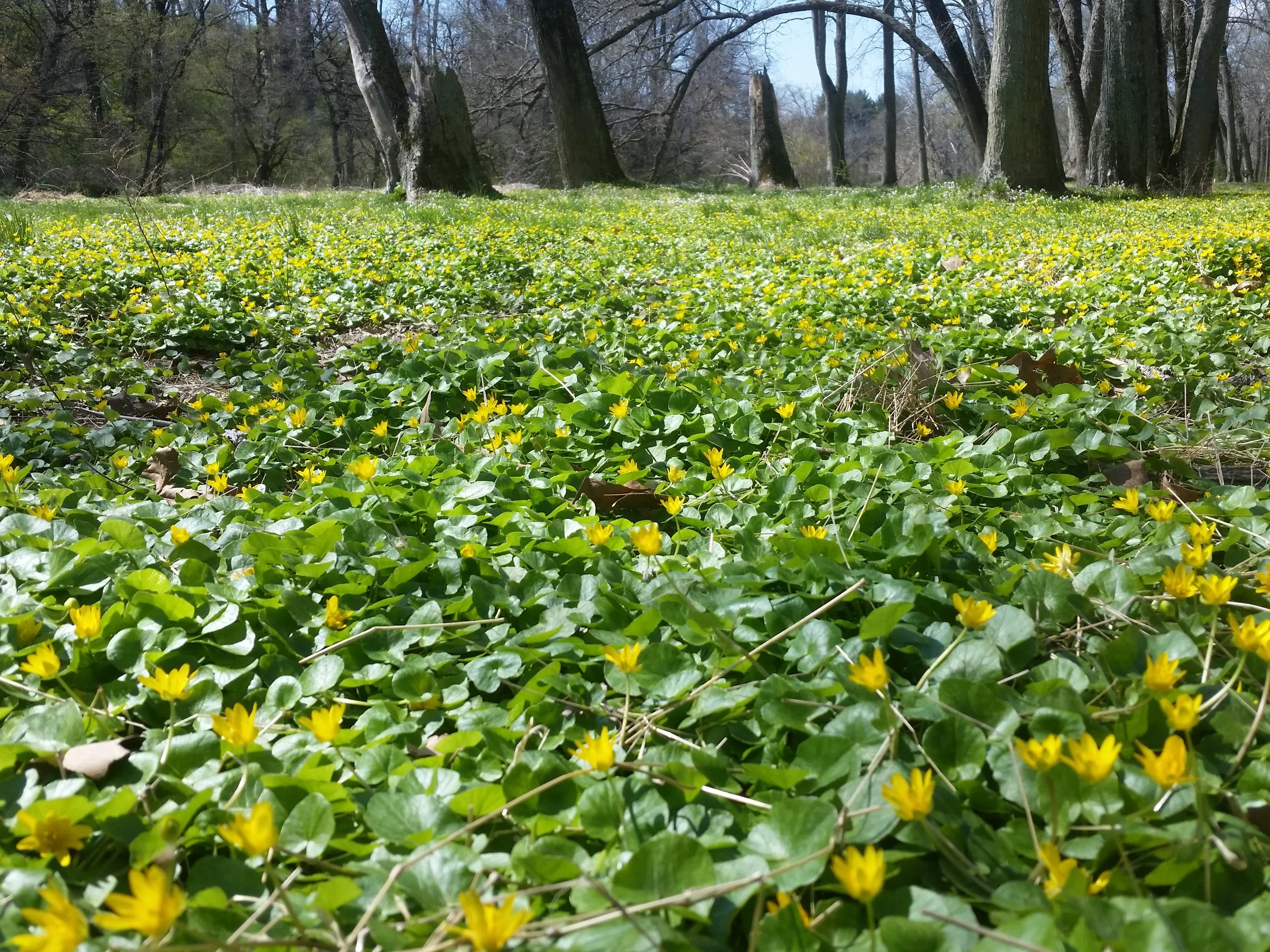 Ficaria verna (invasive yikes!) in Delaware_Sara Kuebbing.jpg