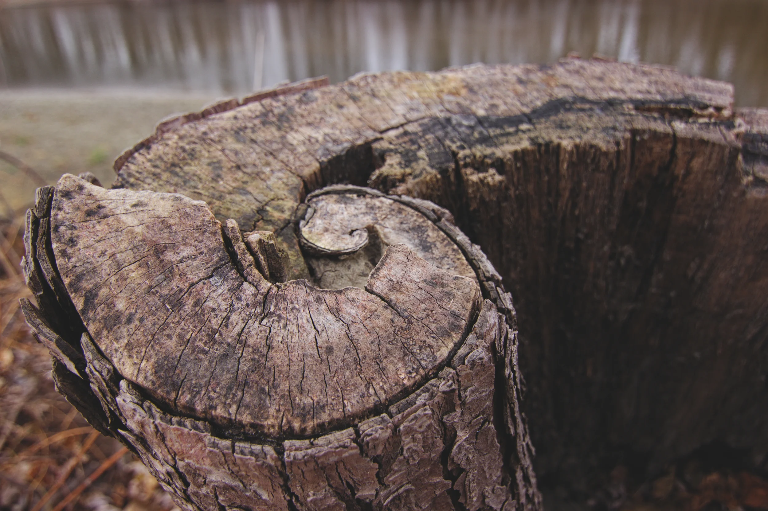 Spiral Stump