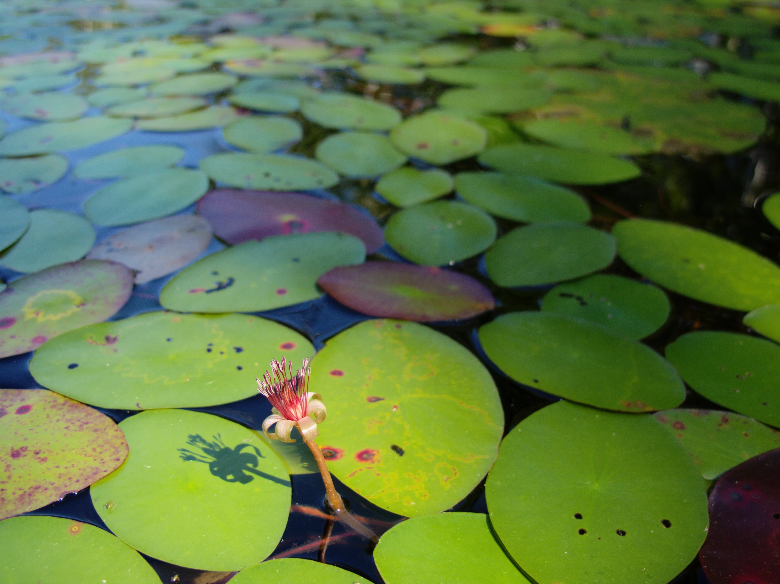 Flowering Watershield in Northern Wisconsin