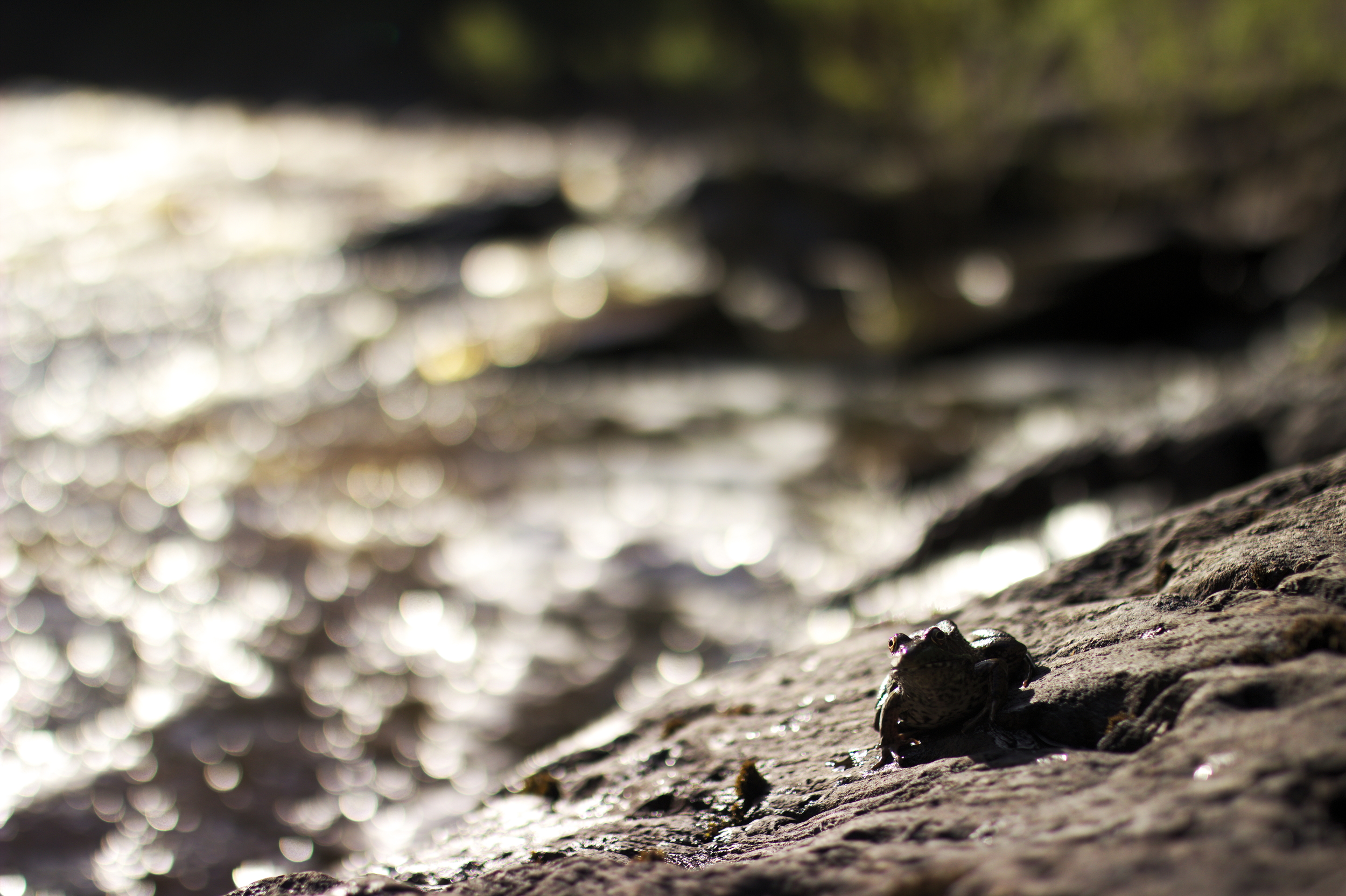 Gorge Frog