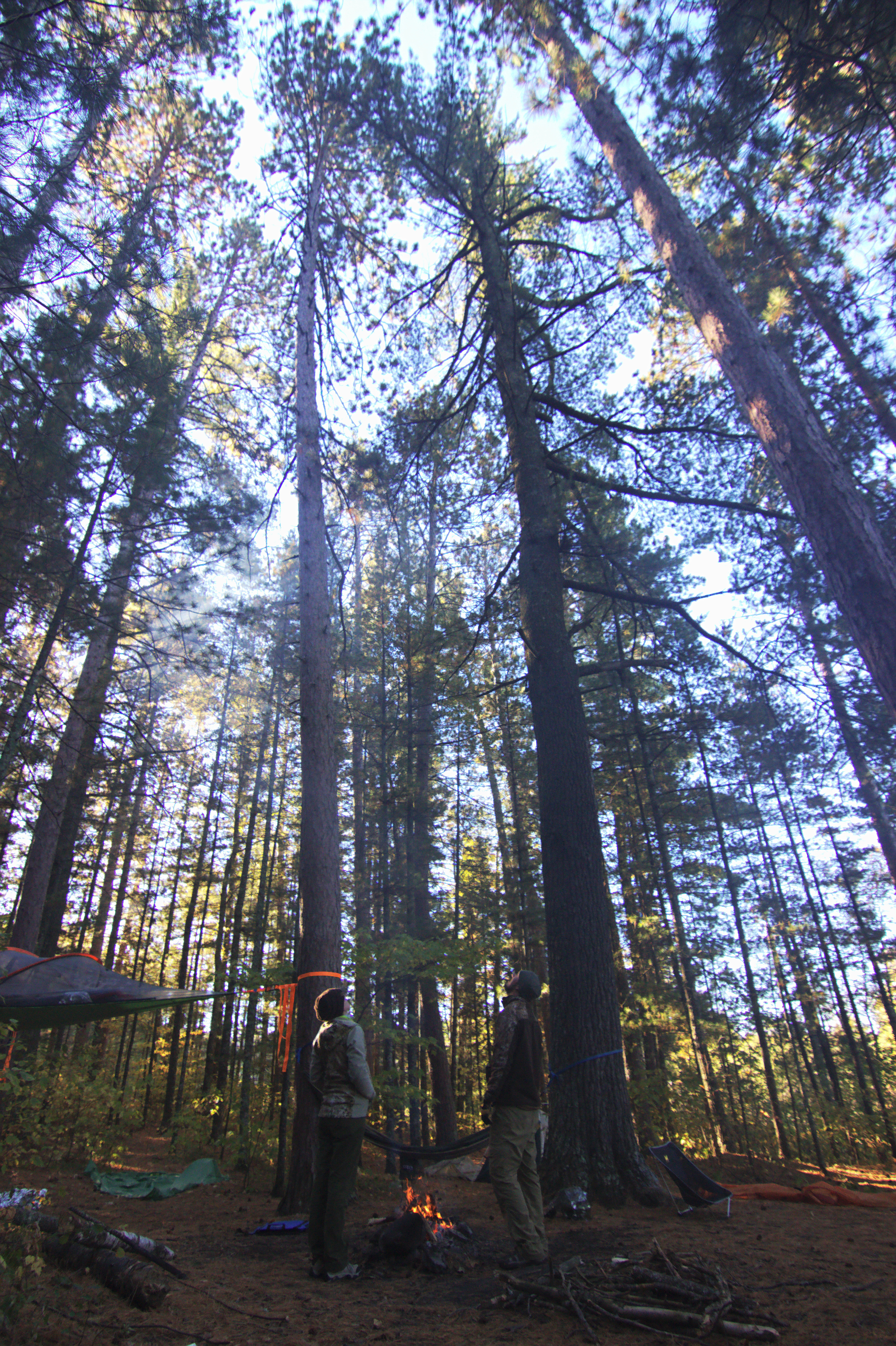 We <3 Trees.
