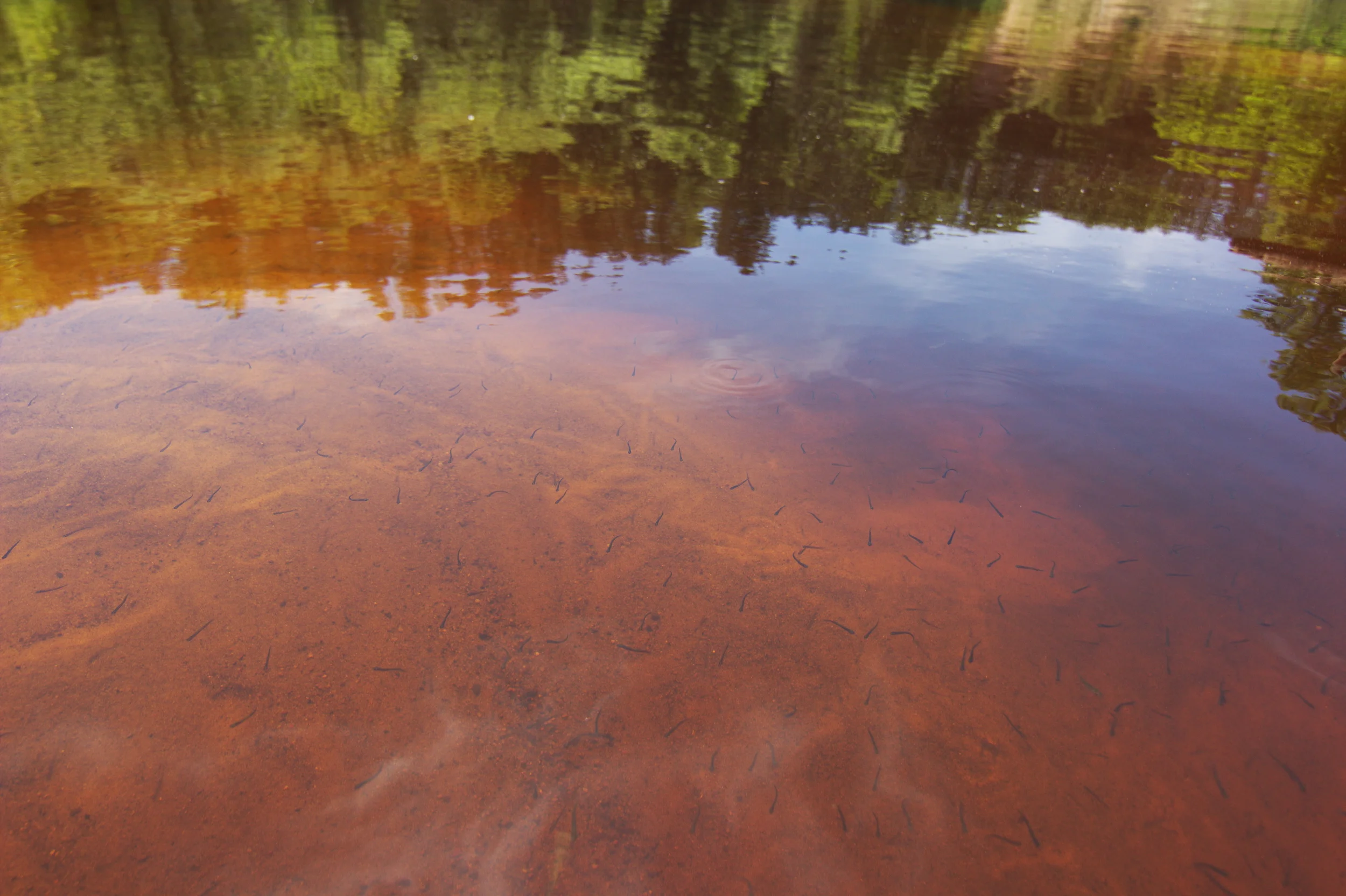The Eau Claire River is a sandy river, which is a big contrast to the Chippewa which is much more rocky. This can be forgiving to your boats at lower water levels.