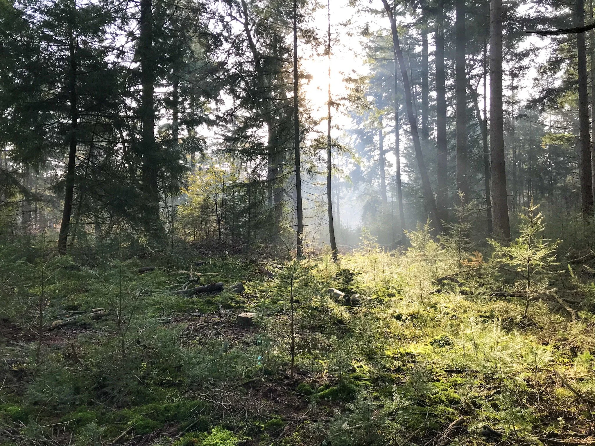 Tiny Office van Droomparken: werken in de natuur