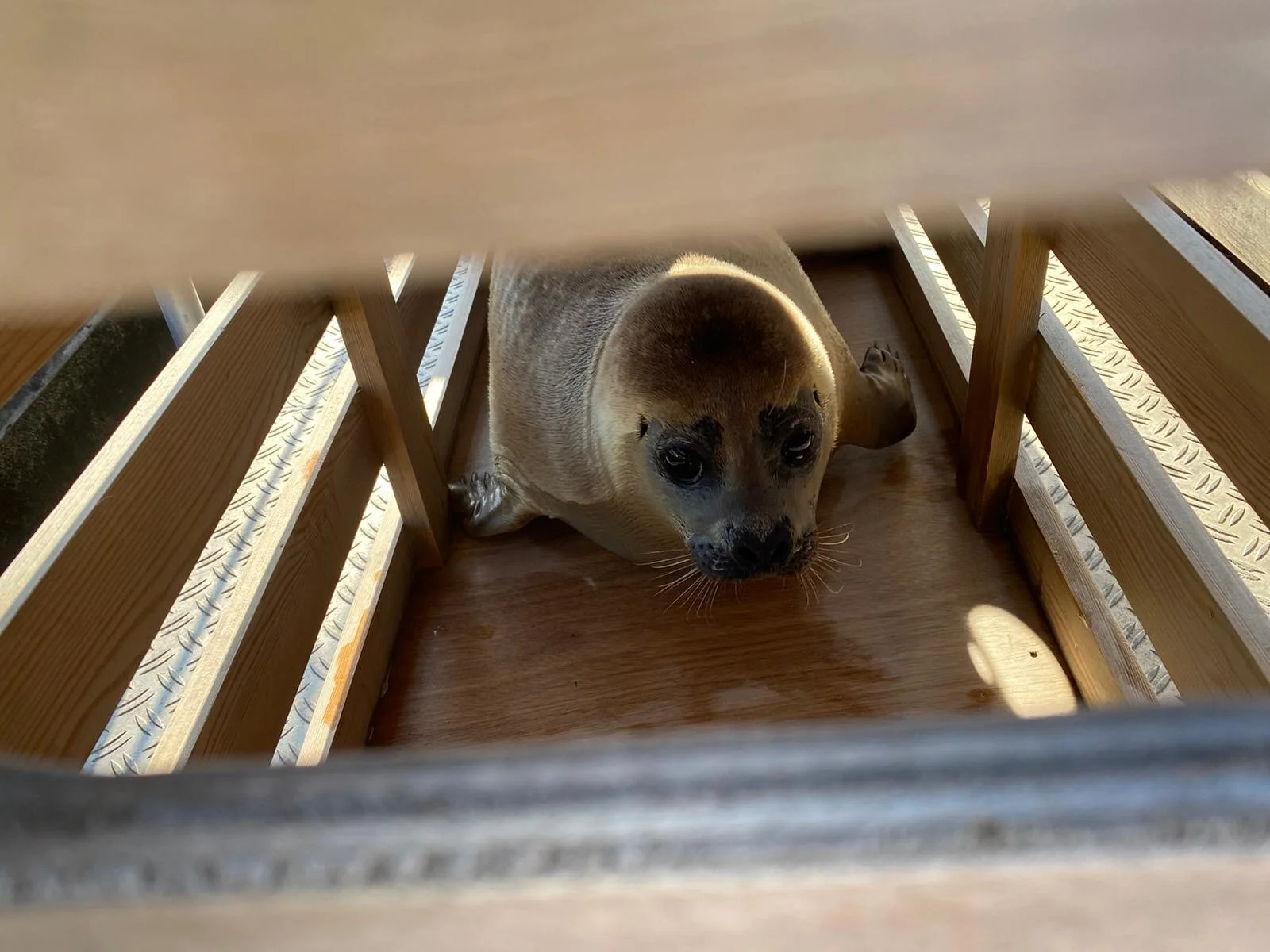 Doen in Nederland | Zeehonden vrijlaten in de Waddenzee