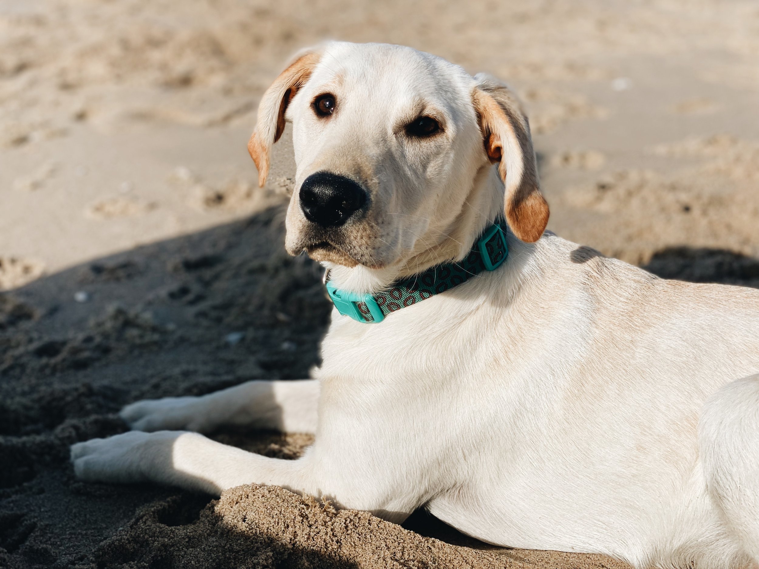 labrador puppy strand.jpg