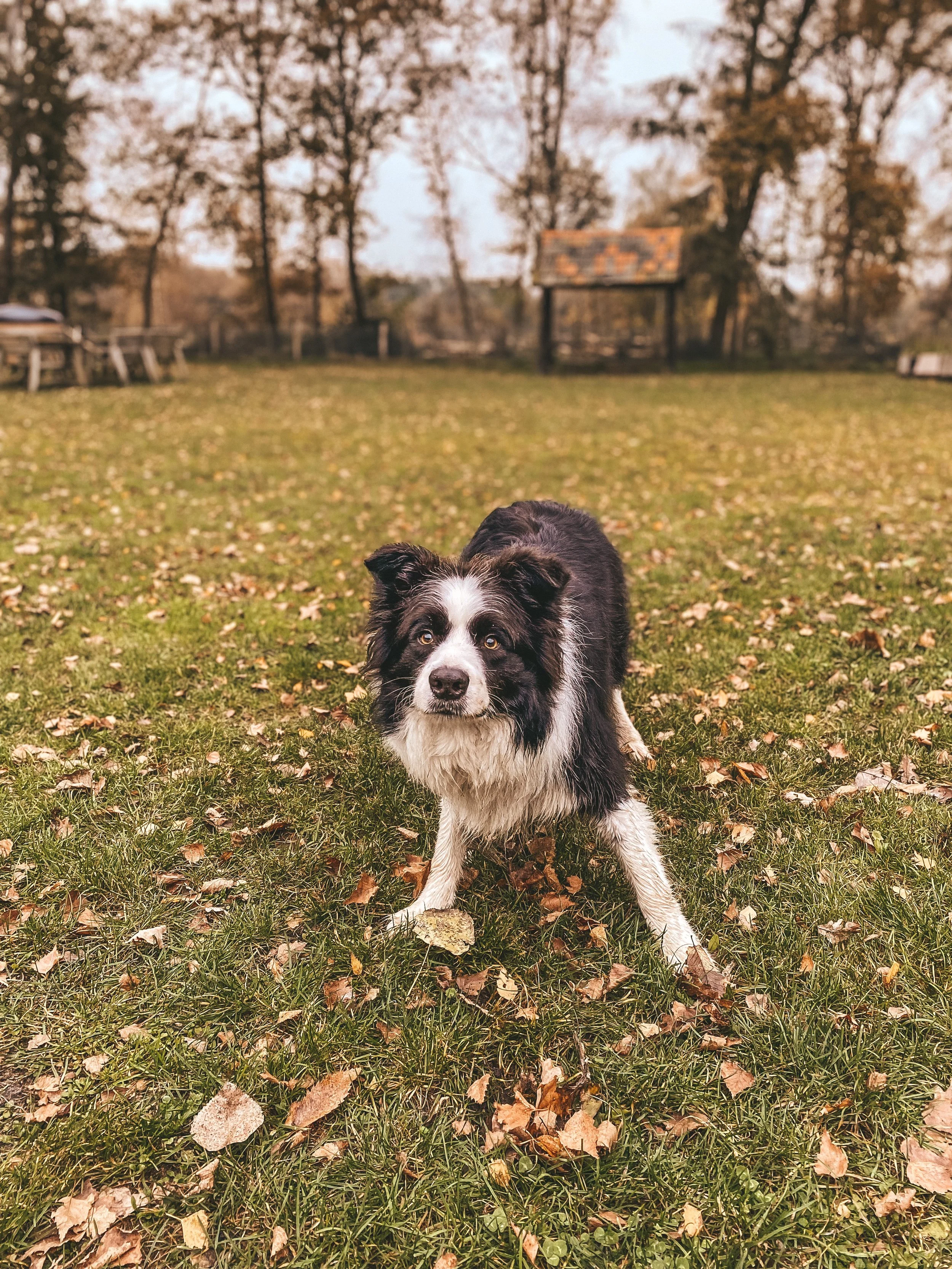 tiny hotel hond.JPG