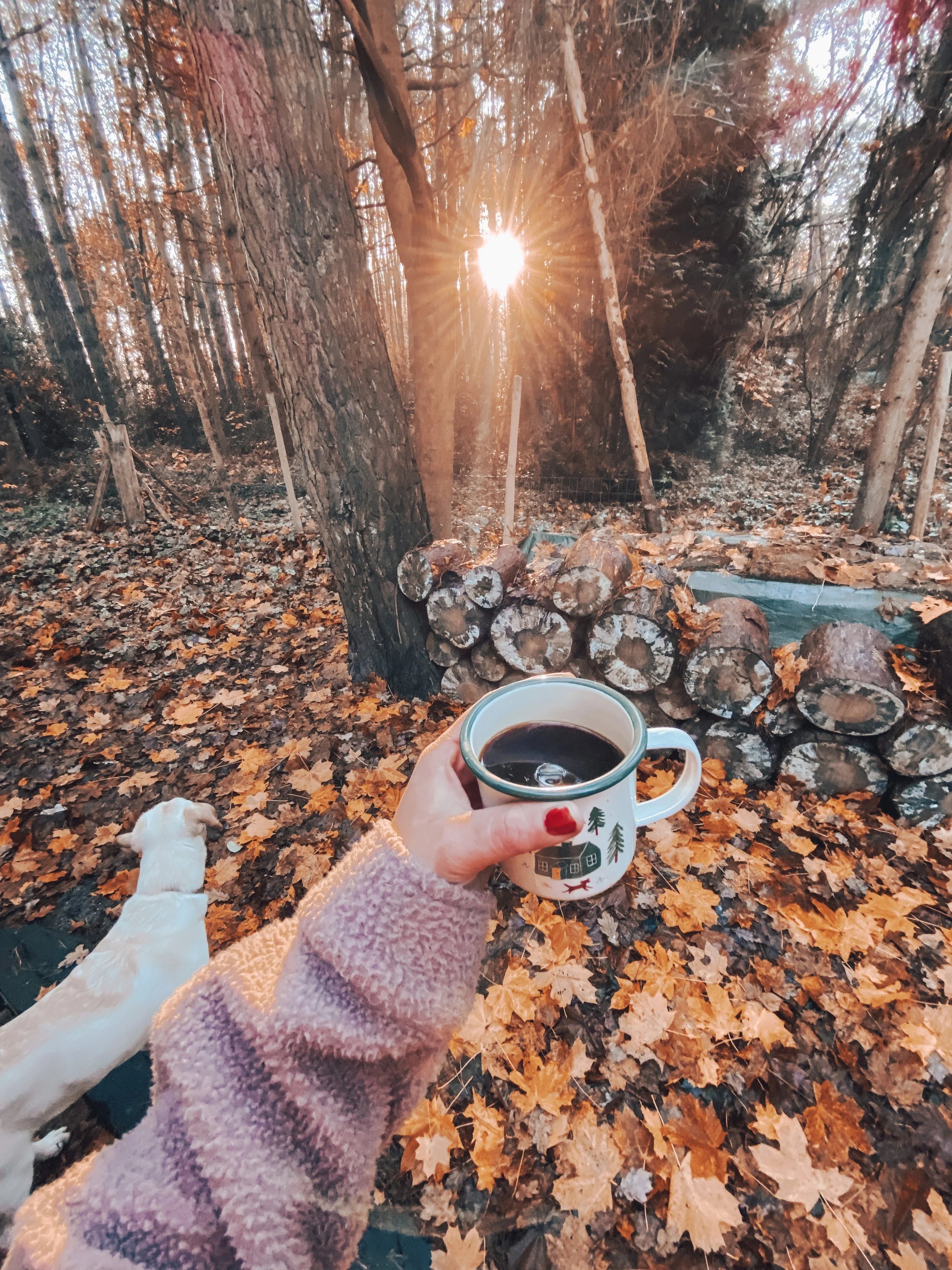 tiny house in de herfst.JPG