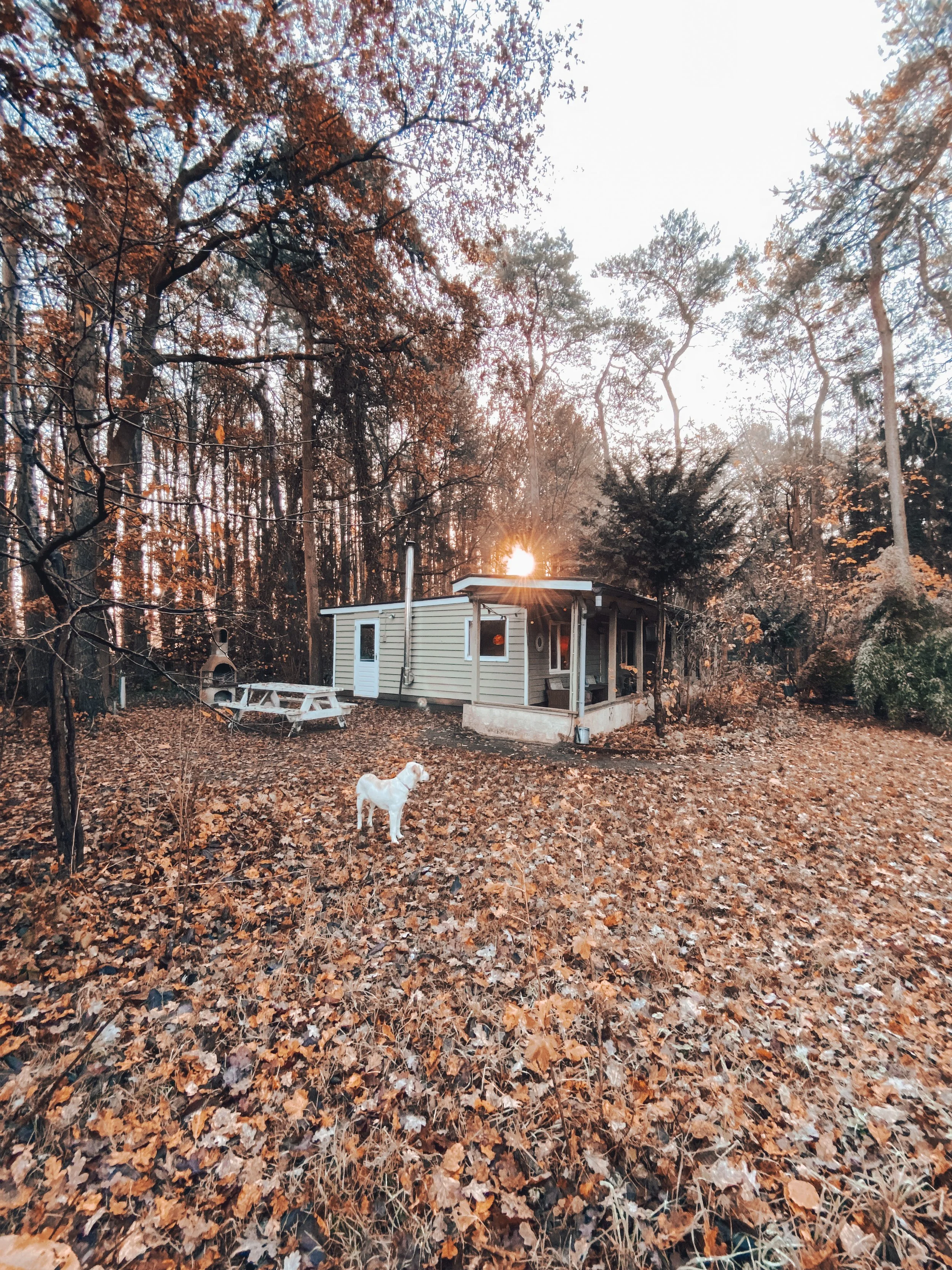 huisje in het bos belgie.JPG