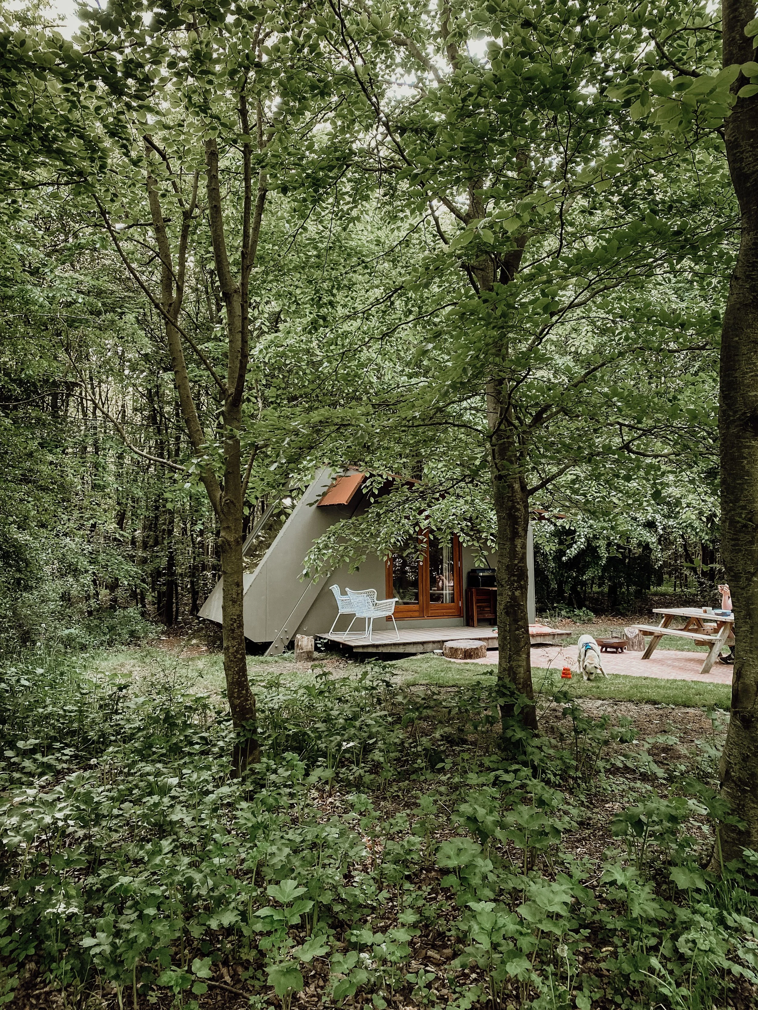 Warthog in het Bos | Trekkershut bij Het Bos Roept