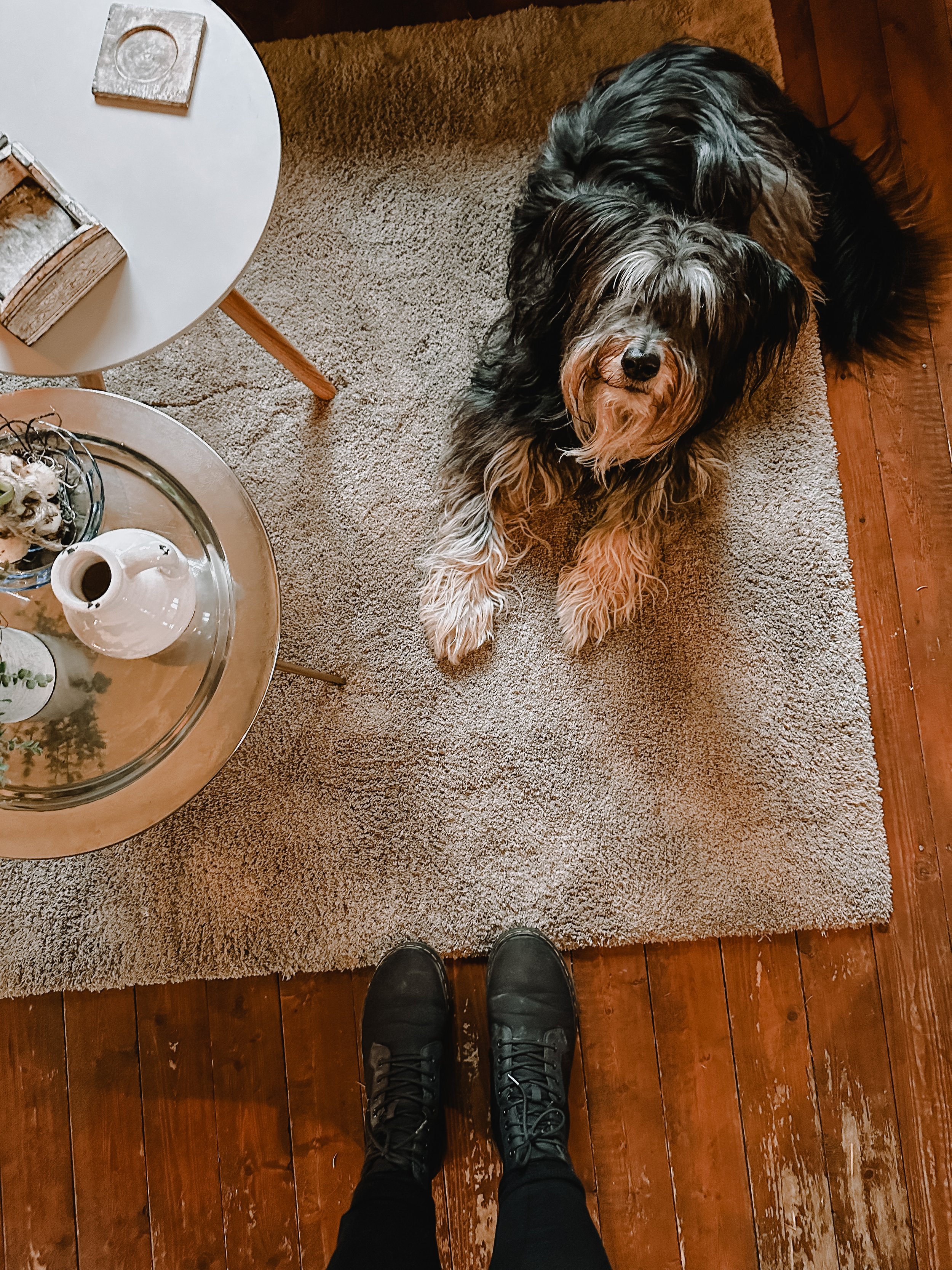 hond welkom huis achterhoek.JPG