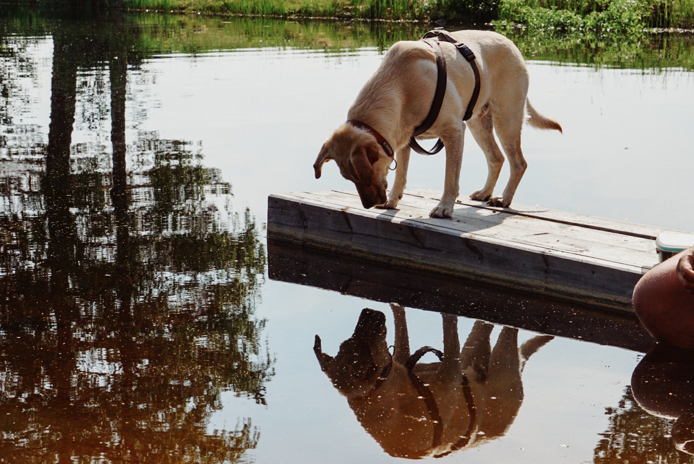 hond zweden.JPG