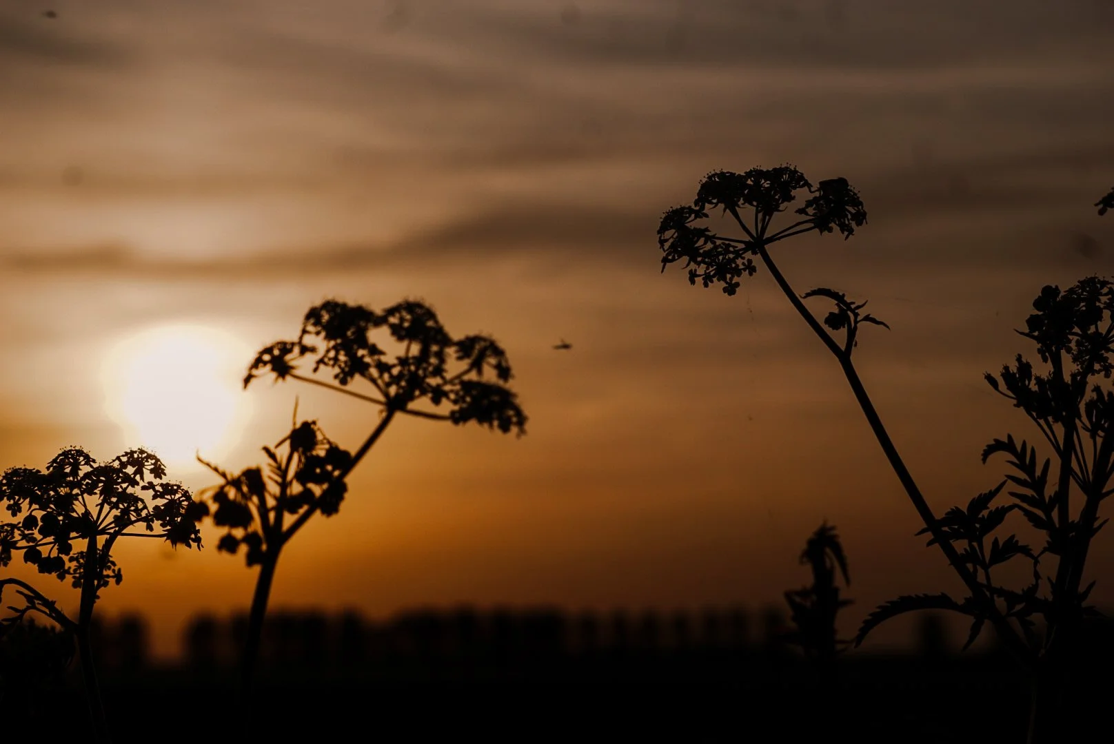 zonsondergang zuiderkrib.JPG