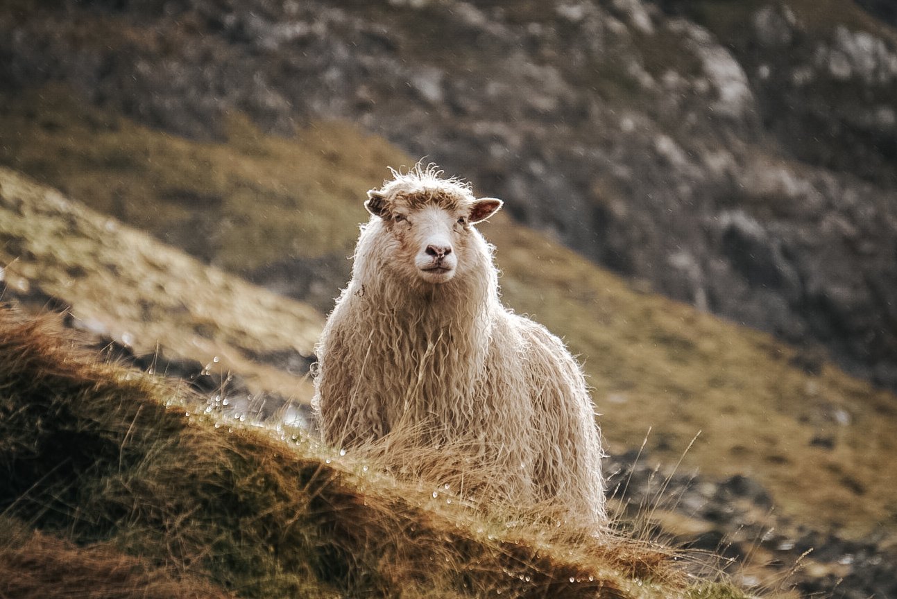 schapen-van-faeroer.JPG