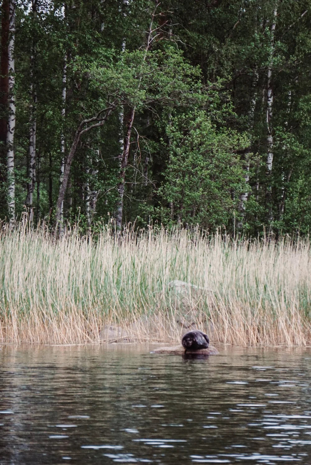 saimaarob-saimaa.JPG