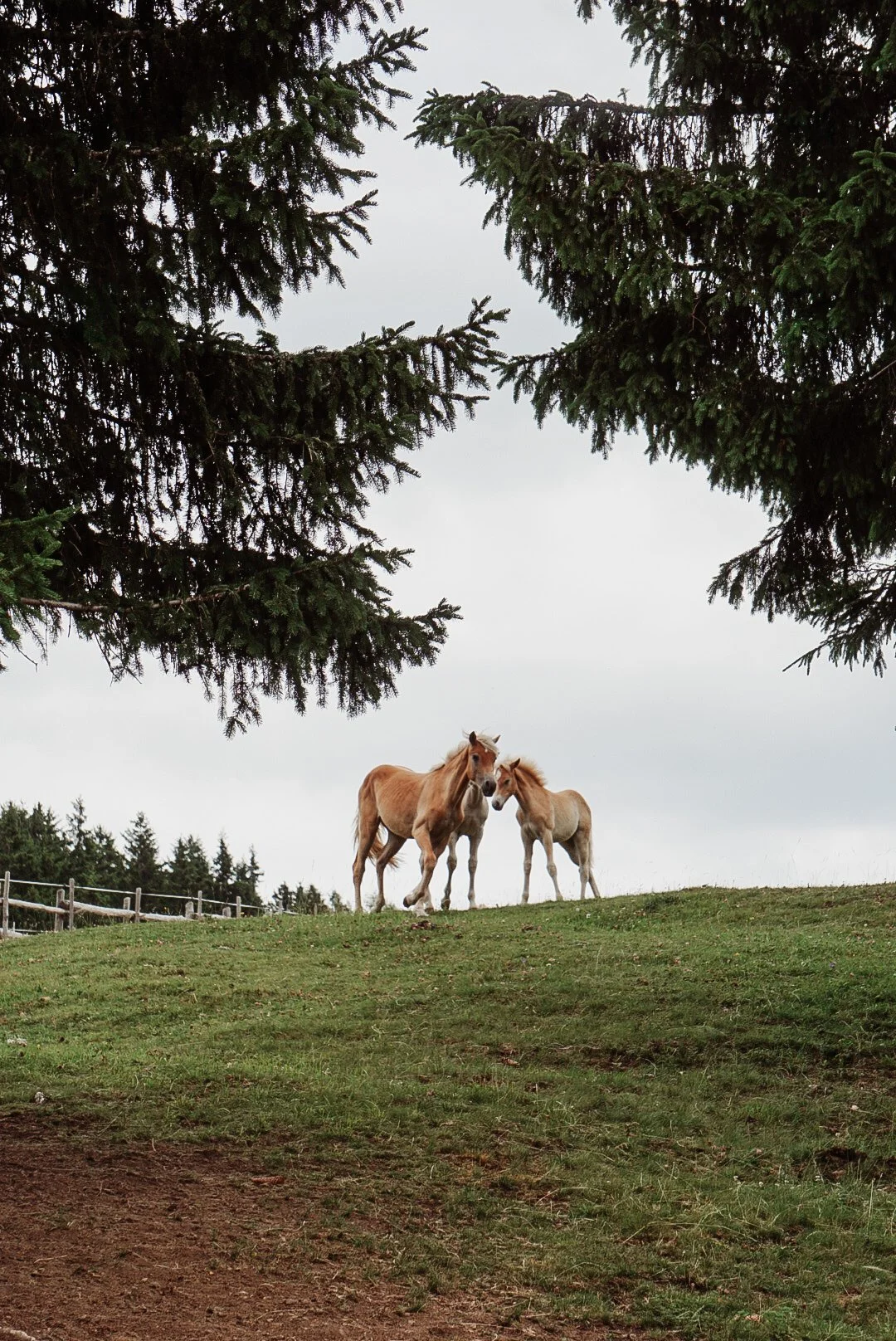 vigiljoch-lana-horses.JPG