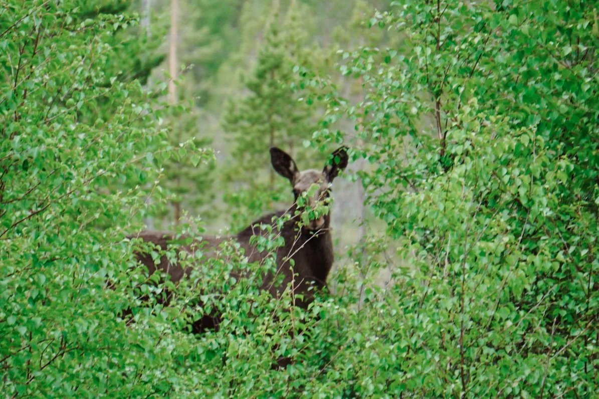 elanden spotten zweden.JPG