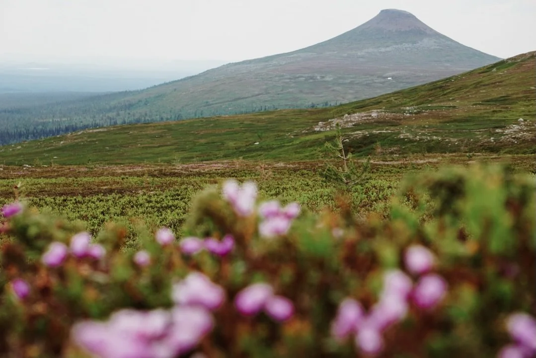 Scandinavische zomer op je beeldscherm 💚 Ik raak nooit uitgekeken op het noorden, ongeacht het seizoen. Noorwegen, Zweden, Schotland, Finland, IJsland, de Faer&ouml;er&hellip; mijn hart ligt daar overal verspreid. Juist daarom vind ik het zo fijn da