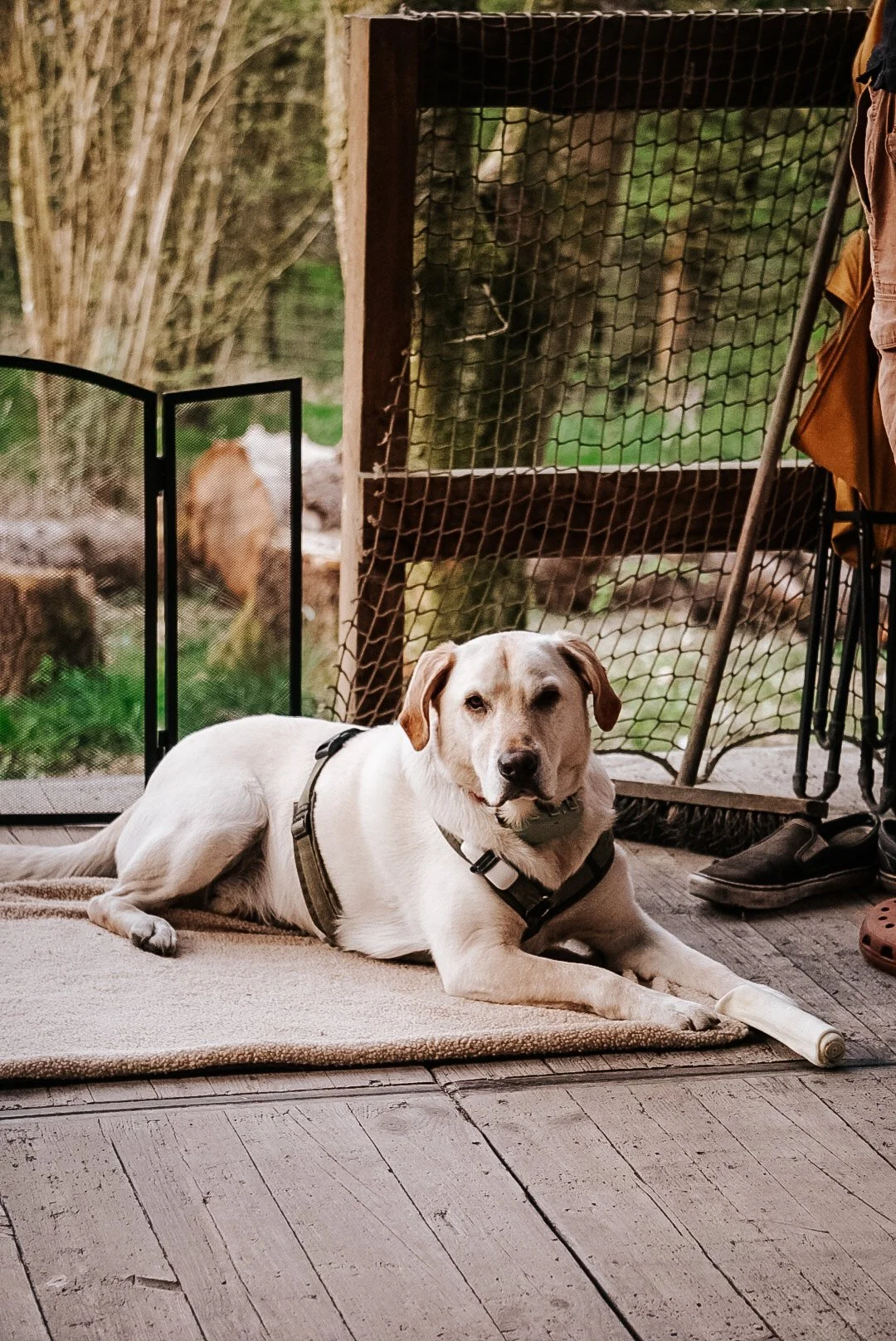hond-mee-nutchel.JPG